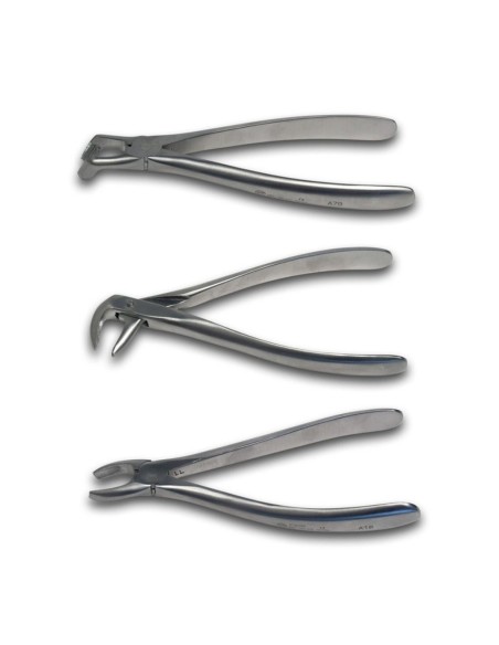 Davier N° 67A - Dents de sagesses supérieures